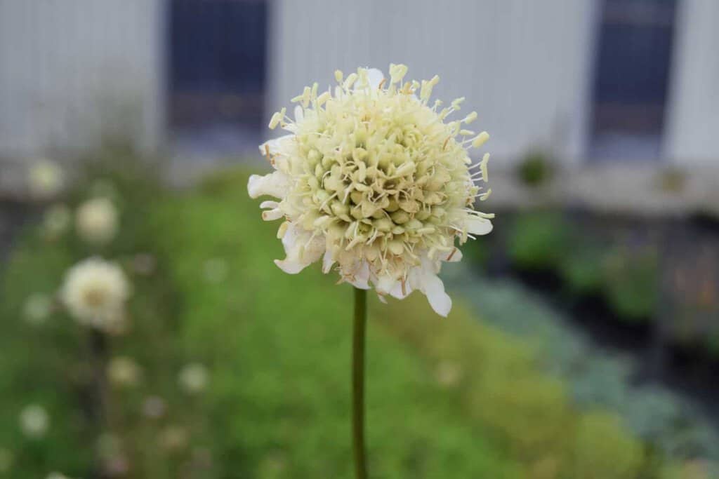 Cephalaria gigantea ---